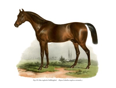 English Thoroughbred Horse by German School